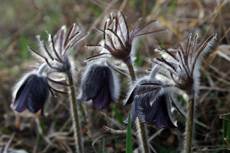 Kliknite pre zobrazenie veľkého obrázka