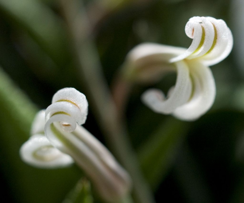 Kliknite pre zobrazenie veľkého obrázka