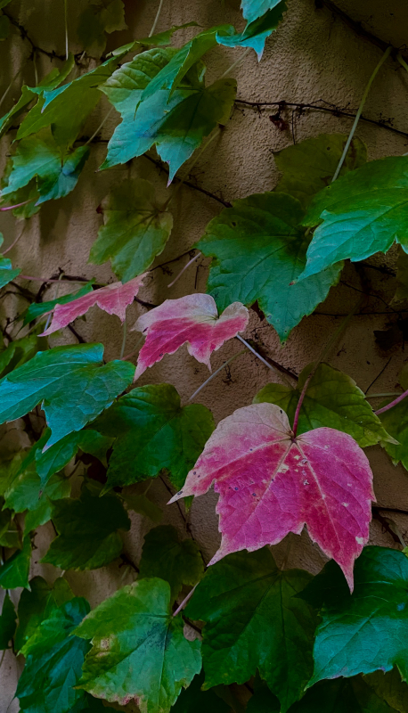 Kliknite pre zobrazenie veľkého obrázka