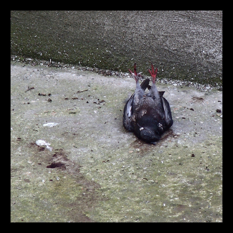 Kliknite pre zobrazenie veľkého obrázka