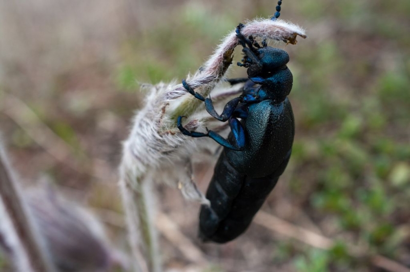 Kliknite pre zobrazenie veľkého obrázka