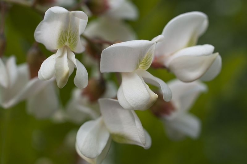 Kliknite pre zobrazenie veľkého obrázka