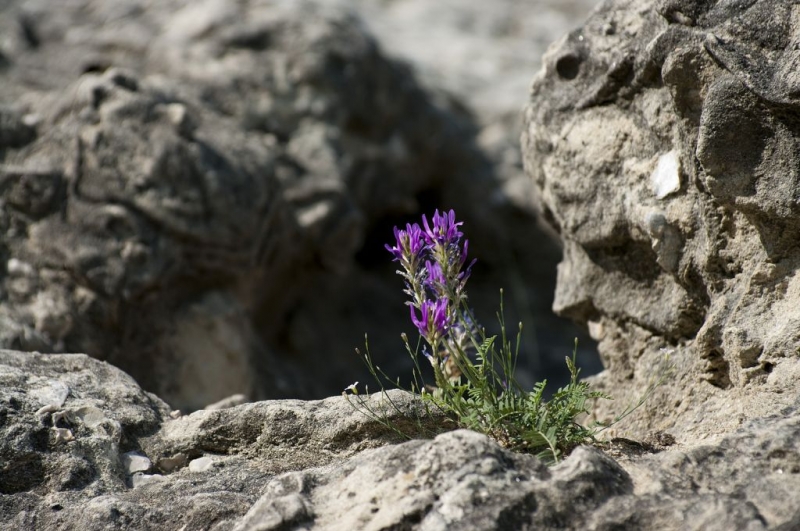 Kliknite pre zobrazenie veľkého obrázka