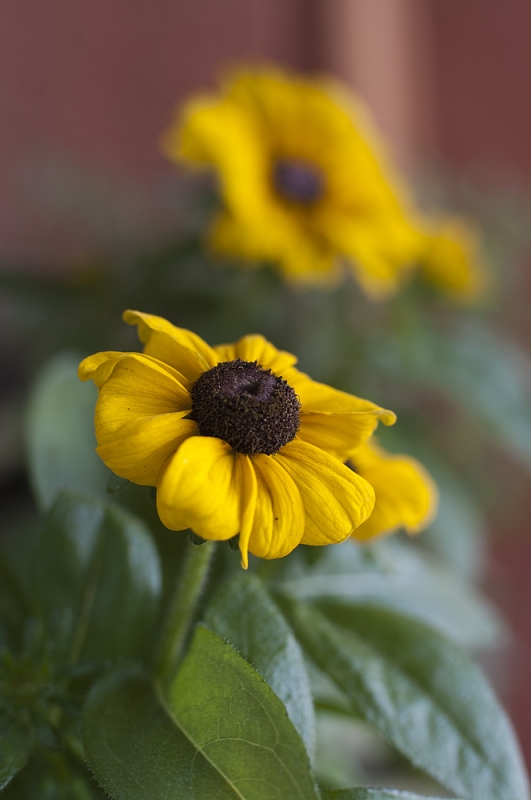 Kliknite pre zobrazenie veľkého obrázka