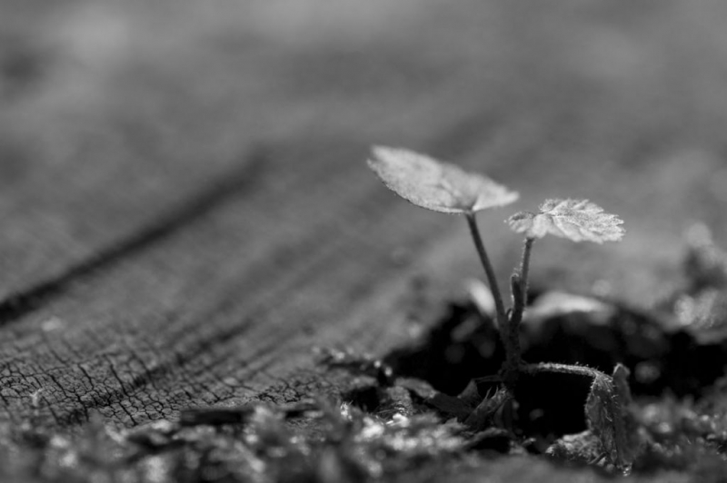 Kliknite pre zobrazenie veľkého obrázka