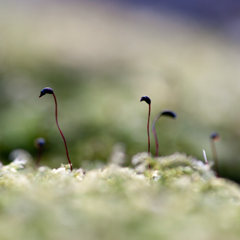 Kliknite pre zobrazenie veľkého obrázka