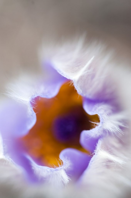 Kliknite pre zobrazenie veľkého obrázka