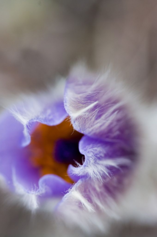 Kliknite pre zobrazenie veľkého obrázka