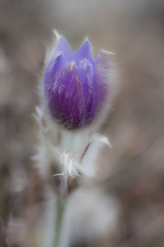 Kliknite pre zobrazenie veľkého obrázka