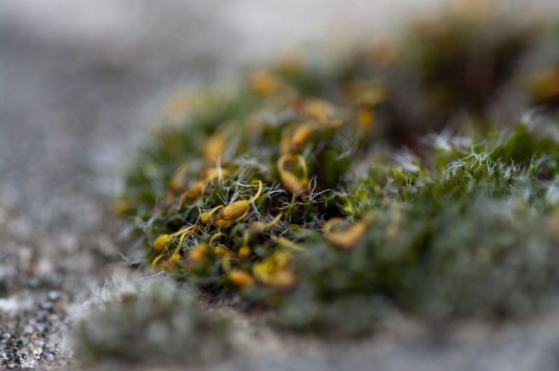 Kliknite pre zobrazenie veľkého obrázka