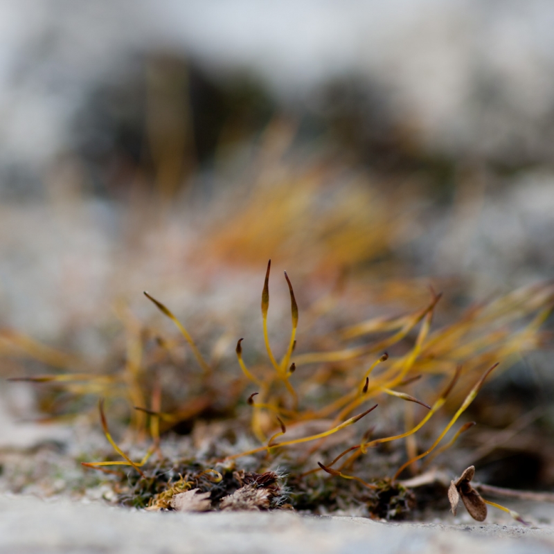 Kliknite pre zobrazenie veľkého obrázka