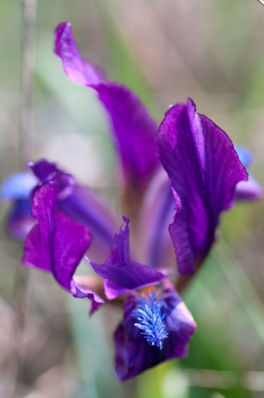 Kliknite pre zobrazenie veľkého obrázka