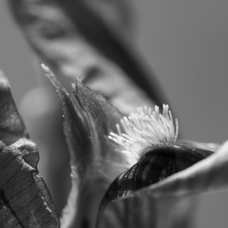 Kliknite pre zobrazenie veľkého obrázka