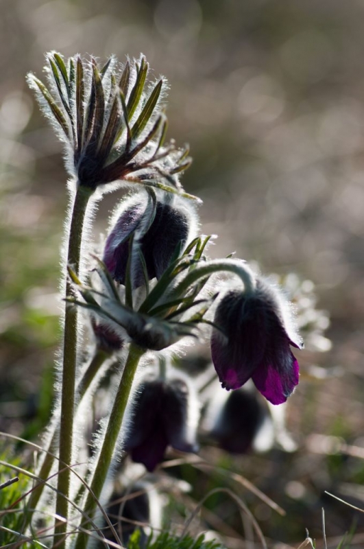 Kliknite pre zobrazenie veľkého obrázka