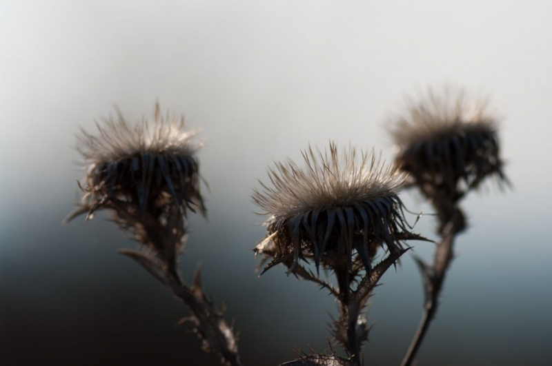 Kliknite pre zobrazenie veľkého obrázka