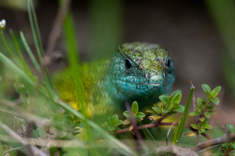 Kliknite pre zobrazenie veľkého obrázka