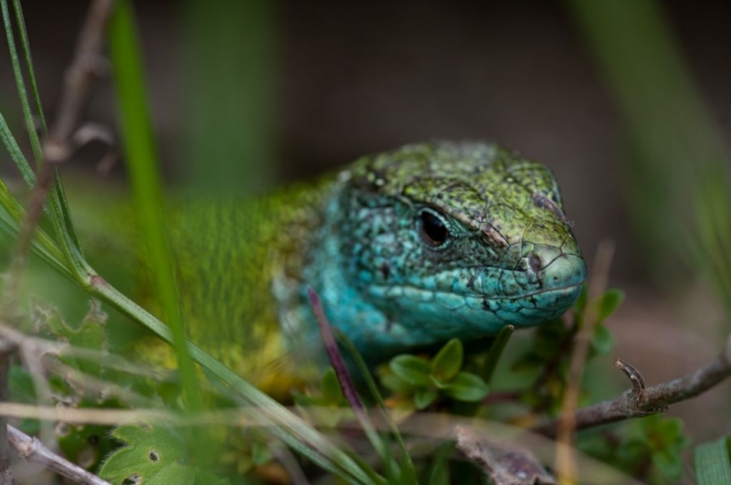Kliknite pre zobrazenie veľkého obrázka