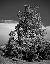 Názov súboru=IMGP7244.JPG
Veľkosť súboru=565KB
Veľkosť=1002x1265
Dátum pridania=11. Júl 2013 IMGP7244.JPG