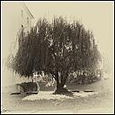 Názov súboru=Smutna_vrba_1.jpg
Veľkosť súboru=456KB
Veľkosť=1181x1181
Dátum pridania=04. November 2015 Smutna_vrba_1.jpg