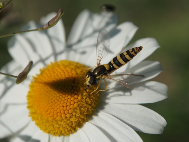 Kliknite pre zobrazenie veľkého obrázka
