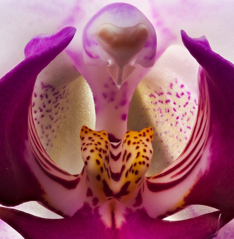 Kliknite pre zobrazenie veľkého obrázka