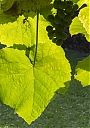 Názov súboru=Kohutova_zelena-web~0.jpg
Veľkosť súboru=1404KB
Veľkosť=1059x1500
Dátum pridania=26. November 2017 Kohutova_zelena-web~0.jpg