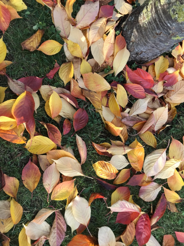 Kliknite pre zobrazenie veľkého obrázka