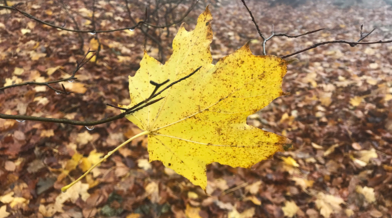 Kliknite pre zobrazenie veľkého obrázka