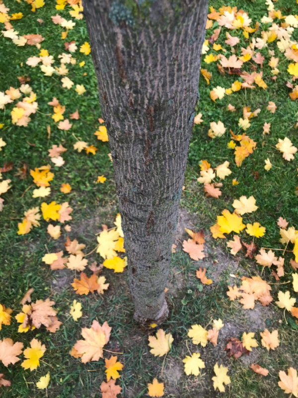 Kliknite pre zobrazenie veľkého obrázka