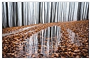 Názov súboru=kaluz-copy.jpg
Veľkosť súboru=702KB
Veľkosť=2000x1334
Dátum pridania=03. November 2022 kaluz-copy.jpg