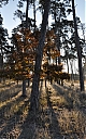 Názov súboru=les_1.jpg
Veľkosť súboru=1444KB
Veľkosť=1262x2000
Dátum pridania=29. November 2019 les_1.jpg