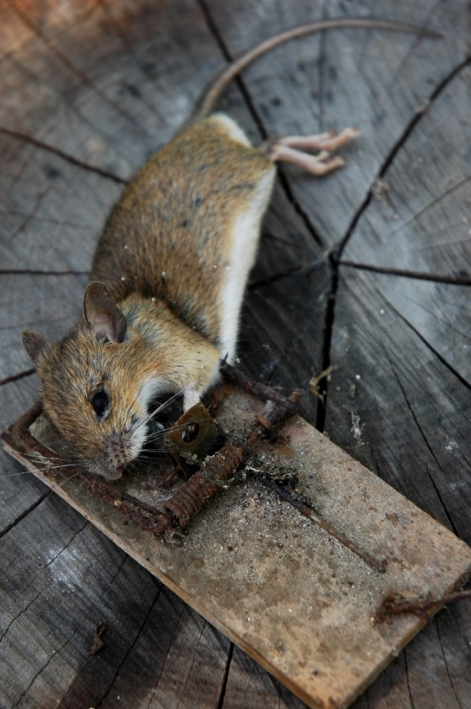 Kliknite pre zobrazenie veľkého obrázka