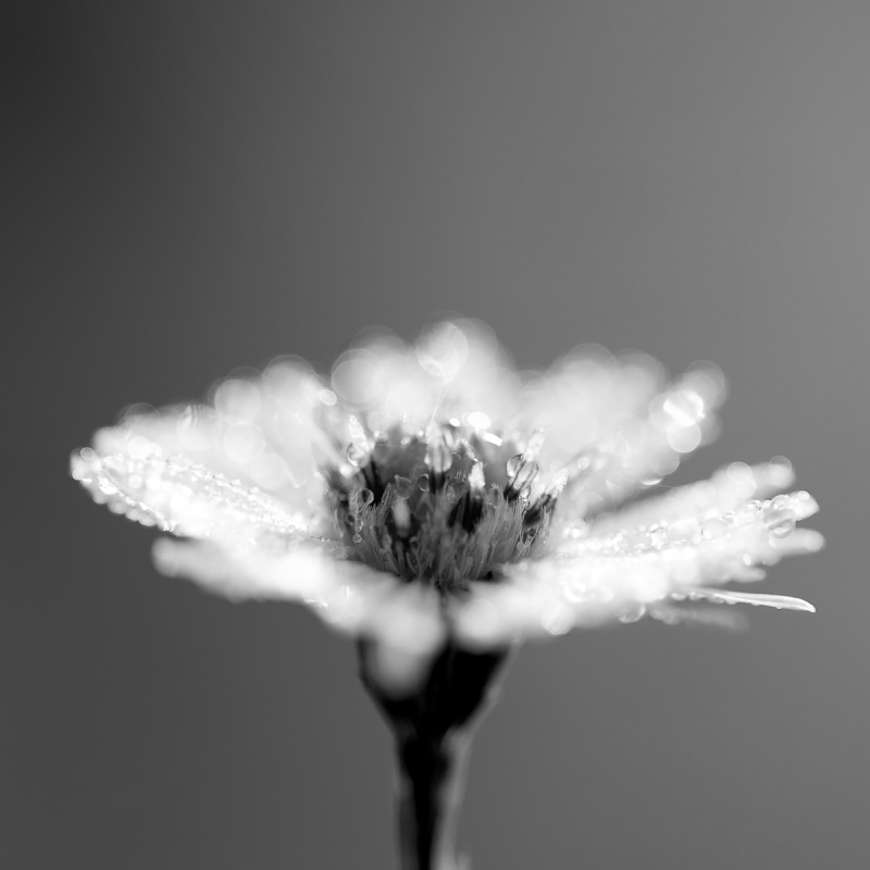 Kliknite pre zobrazenie veľkého obrázka