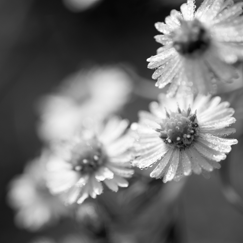 Kliknite pre zobrazenie veľkého obrázka