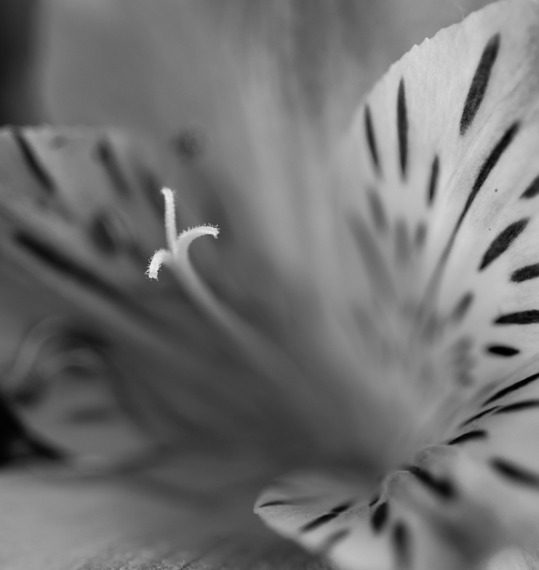 Kliknite pre zobrazenie veľkého obrázka