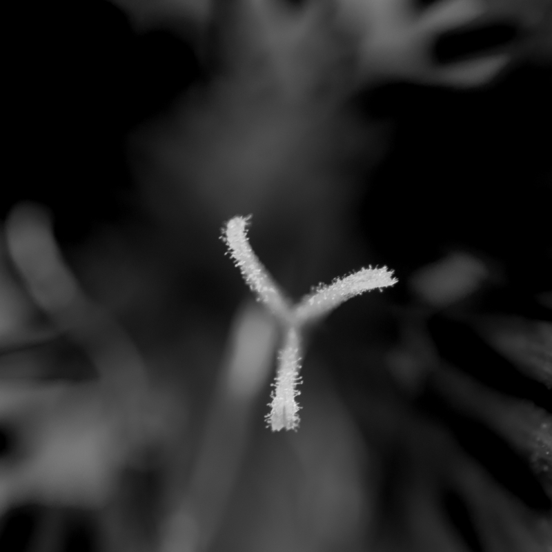 Kliknite pre zobrazenie veľkého obrázka