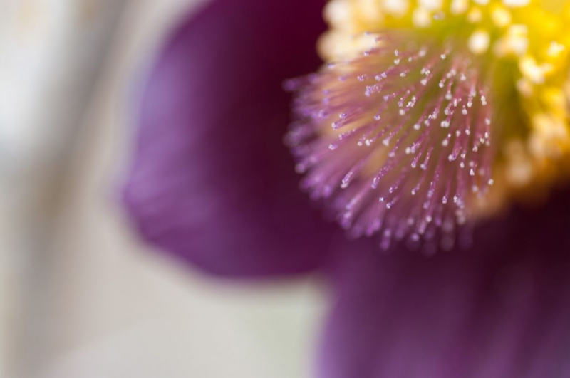 Kliknite pre zobrazenie veľkého obrázka