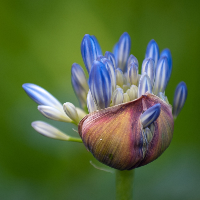 Kliknite pre zobrazenie veľkého obrázka
