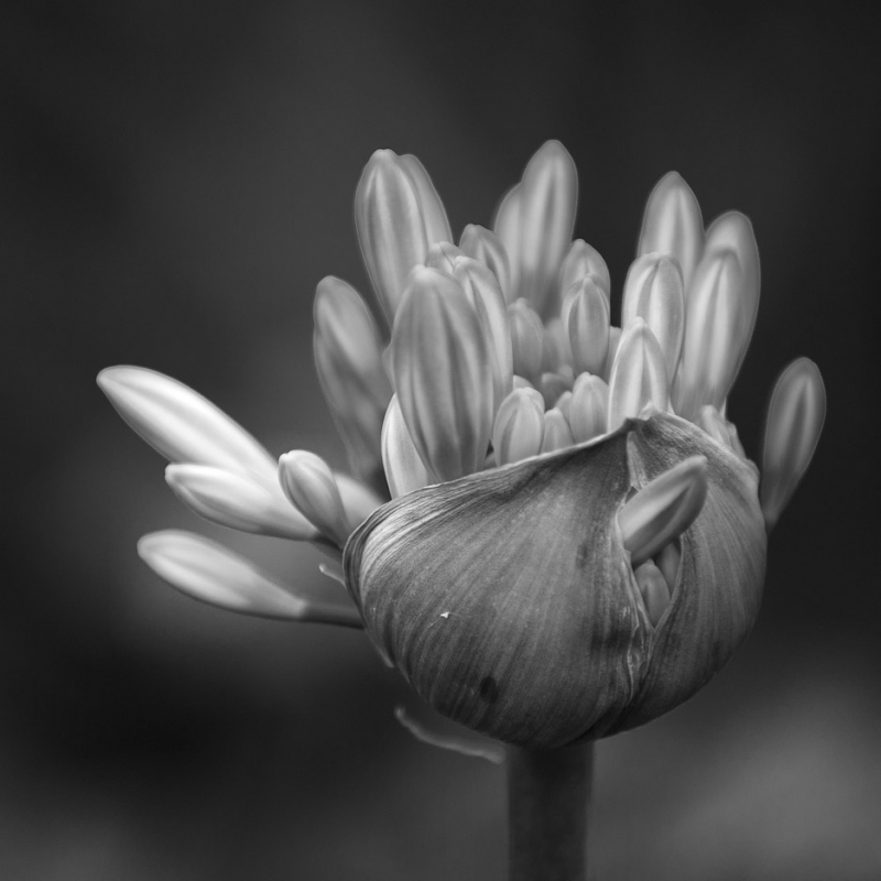 Kliknite pre zobrazenie veľkého obrázka