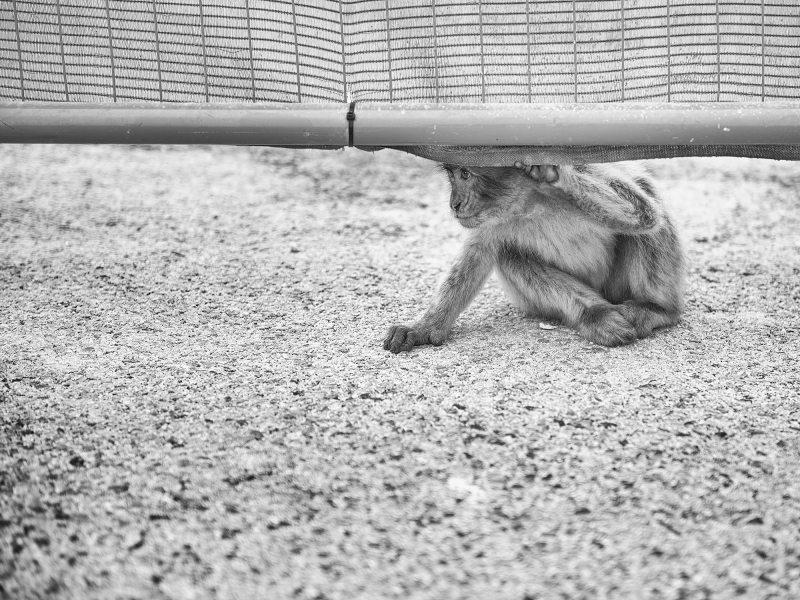 Kliknite pre zobrazenie veľkého obrázka