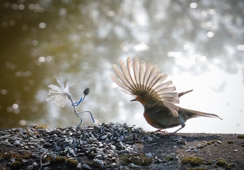 Kliknite pre zobrazenie veľkého obrázka