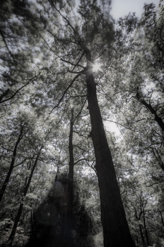Kliknite pre zobrazenie veľkého obrázka