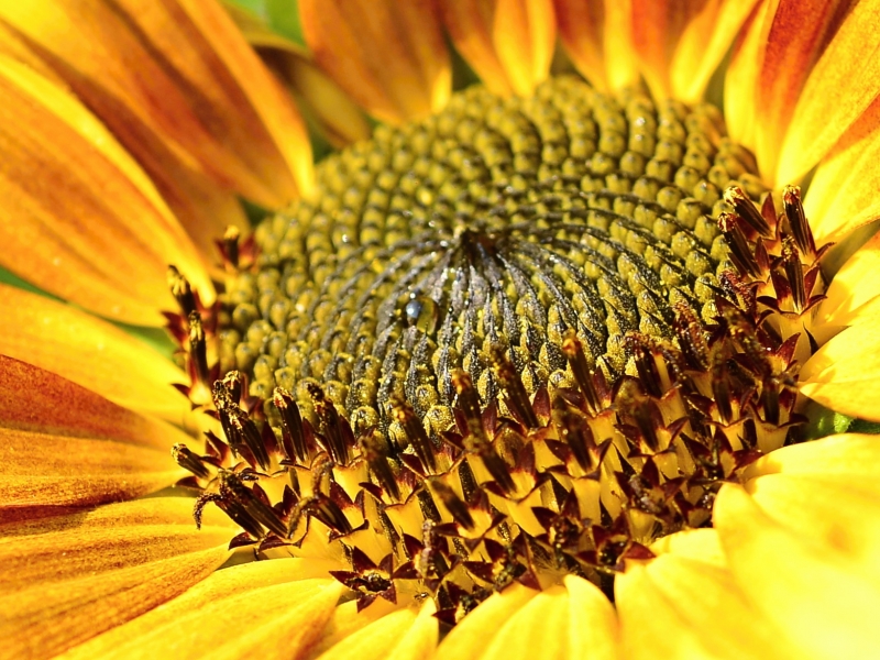 Kliknite pre zobrazenie veľkého obrázka